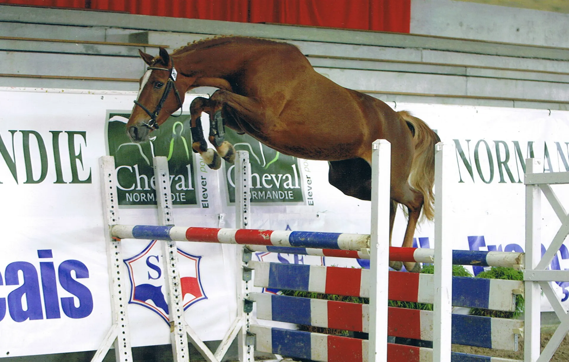 Préparation du cheval de haut niveau